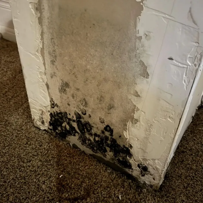 Professional Mold Removal in Inez, TX